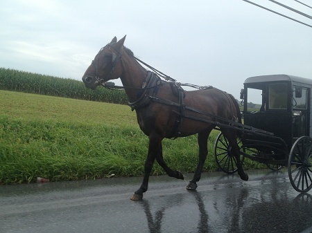IMG 0626_Amish_hestevogn